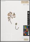 Foto von Salix reticulata L.